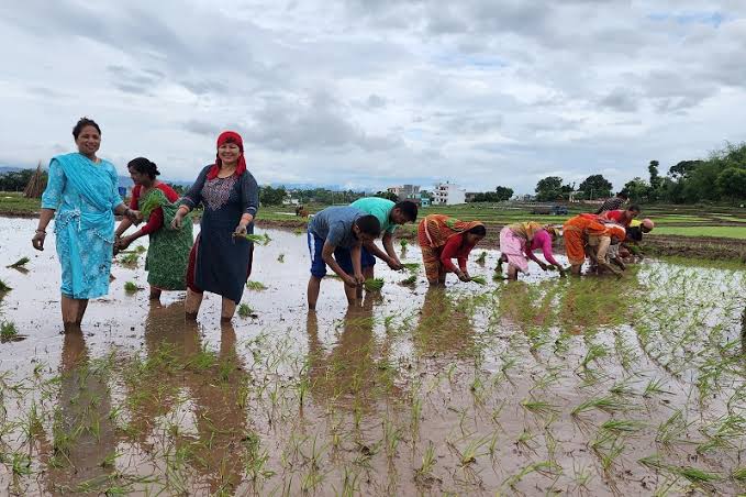पर्याप्त वर्षा नहुँदा रुपन्देहीमा बोरिङ र पम्पसेटको भरमा धान रोपाइँ