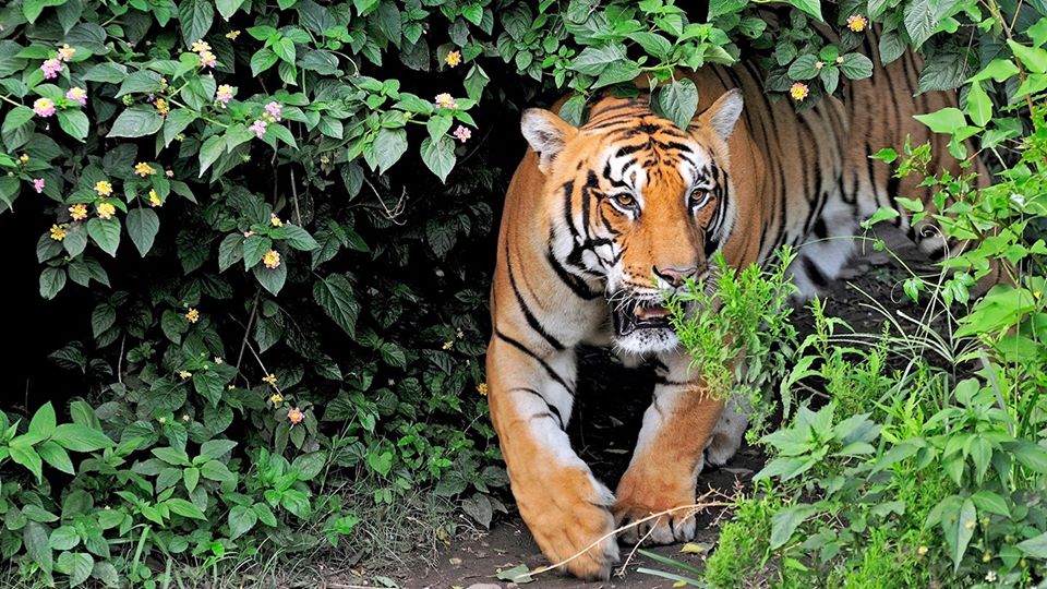 विश्व बाघ दिवस : नेपालमा बाघको नयाँ सङ्ख्या आज सार्वजनिक गरिँदै, सङ्ख्या बढ्ने अनुमान