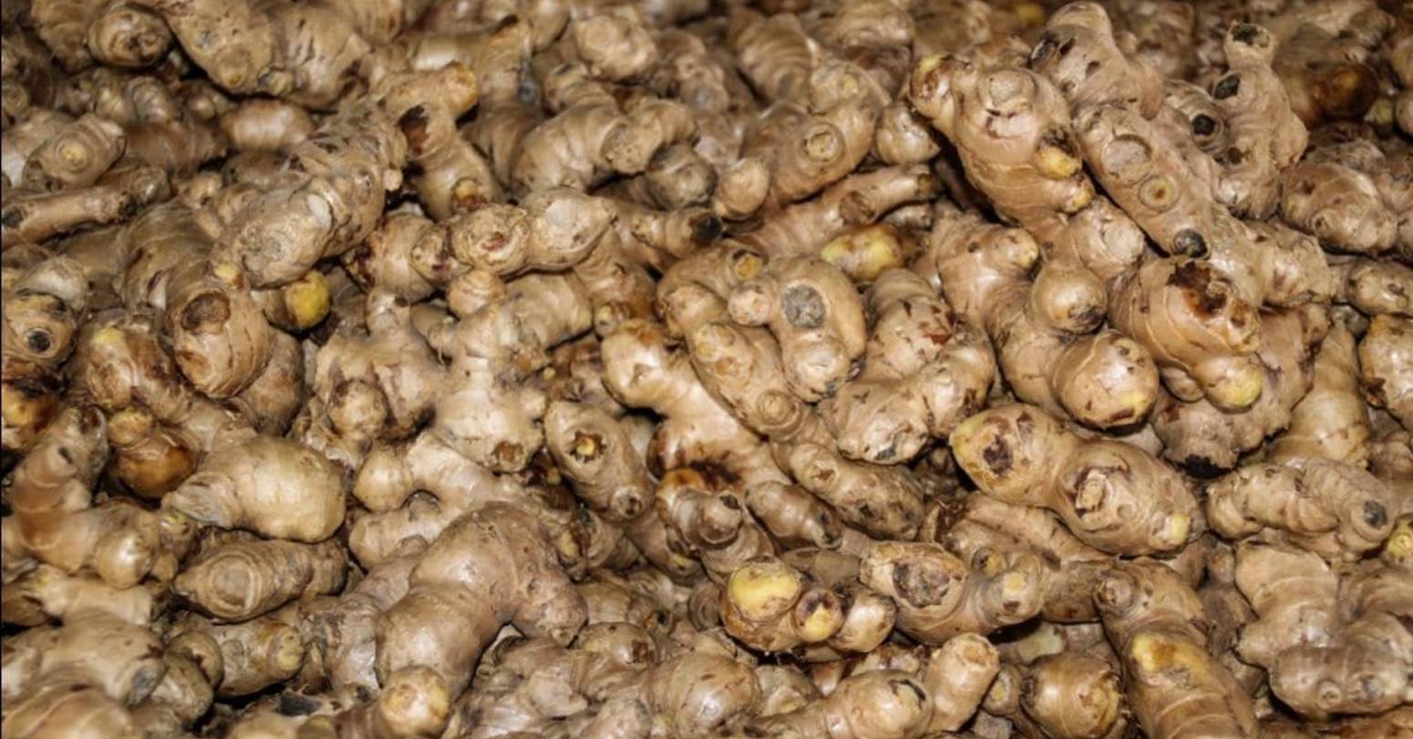 इलाममा अदुवाको मूल्यमा वृद्धि : व्यावसायिक खेतीतर्फ किसानको आकर्षण बढ्दो