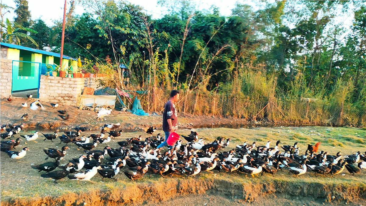 वैदेशिक रोजगारी र सहरको मोह त्यागेर गाउँमै लोभलाग्दो कृषि उद्यम: हाँसपालनमा रमाउँदै चिरञ्जीवी