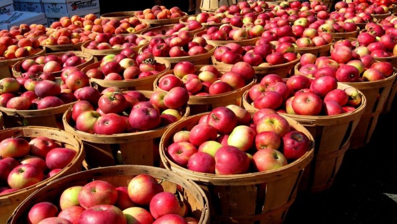 भारतीय स्याउलाई विस्थापित गर्दै तराईका बजारमा कर्णालीको ‘अग्र्यानिक’ स्याउको वर्चस्व