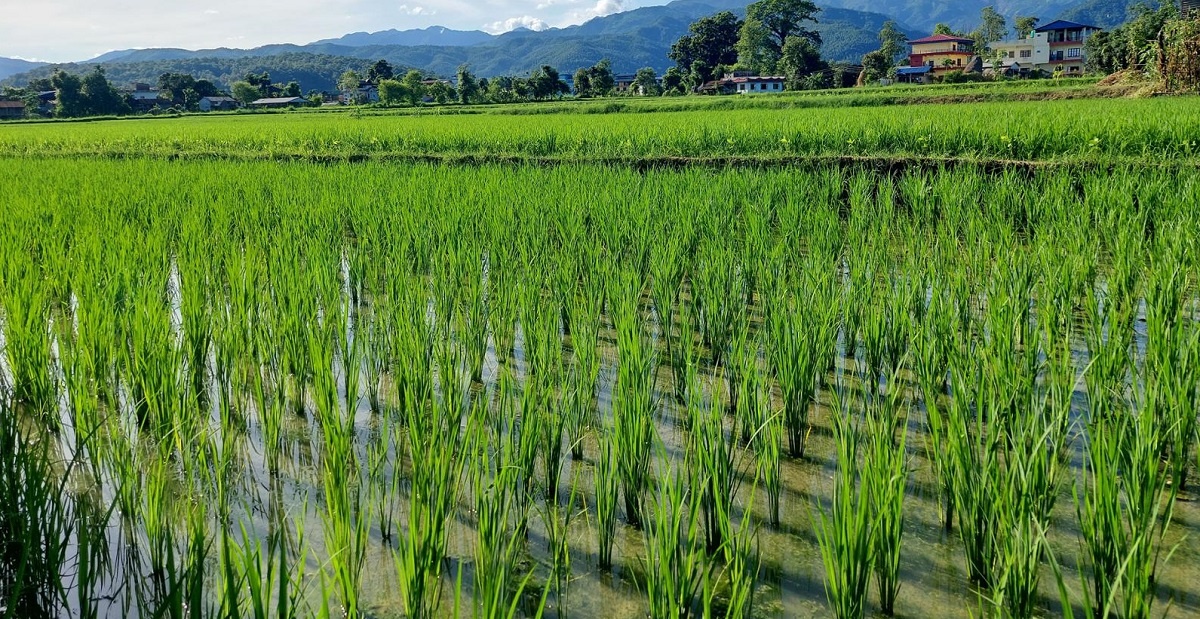 देशभर करिब ९८ प्रतिशत धान रोपाइँ सम्पन्न: गत वर्षको तुलनामा उत्पादन बढ्ने अनुमान