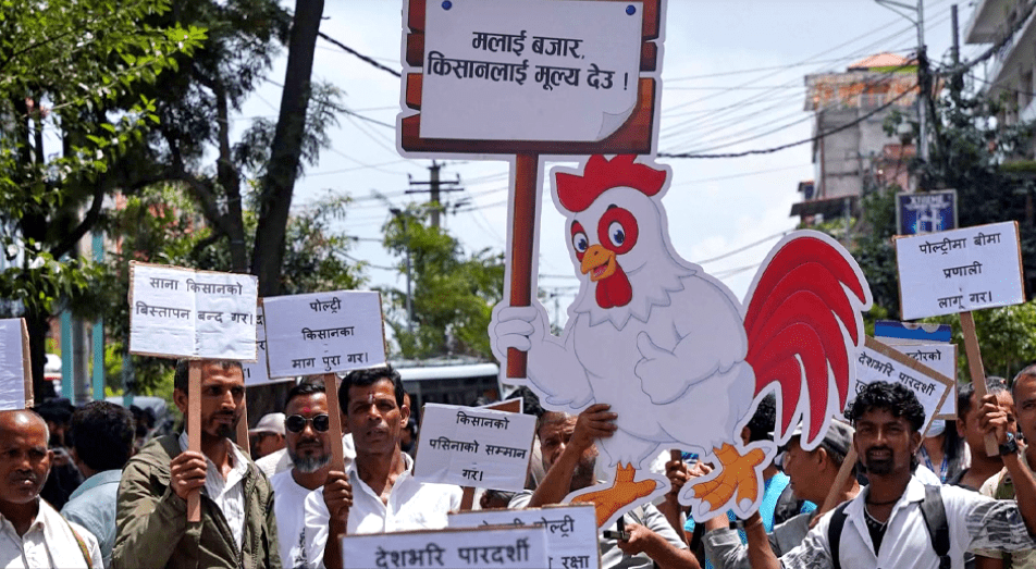 पोल्ट्री किसानका १२ बुँदे माग : न्यूनतम समर्थन मूल्य तोक्न र बिचौलियाको ठगी नियन्त्रण गर्न सरकारसँग आग्रह