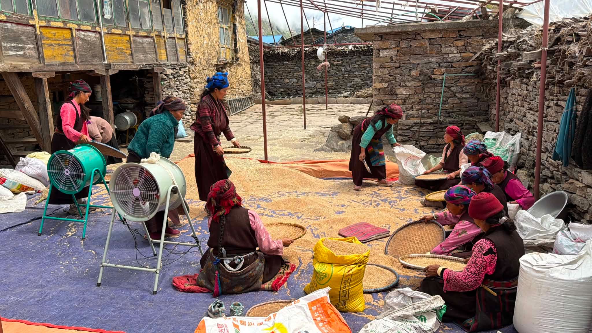 गोरखाको चुमभ्यालीमा ११ महिनामा पाकेको गहुँ भित्र्याउन किसानलाई भ्याइनभ्याइ