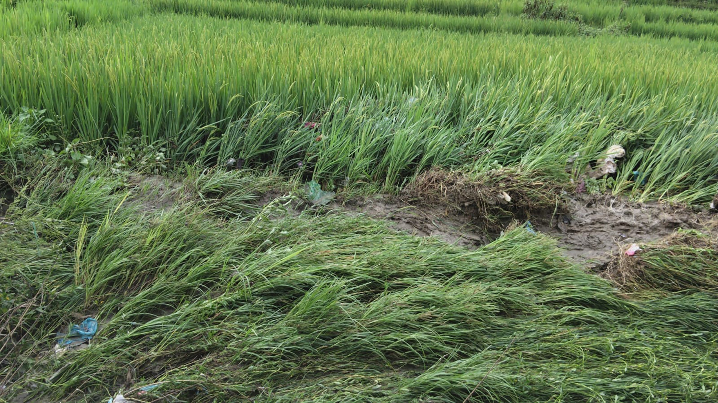 भक्तपुरमा अविरल वर्षाले पाक्नै लागेको धानबाली नष्ट