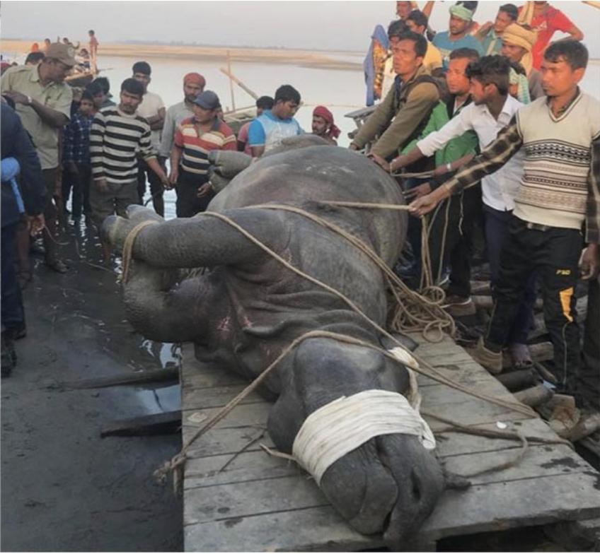 बाढीले सुस्ता पुर्‍याएको गैँडा उद्धार गरी कसरा ल्याइँदै