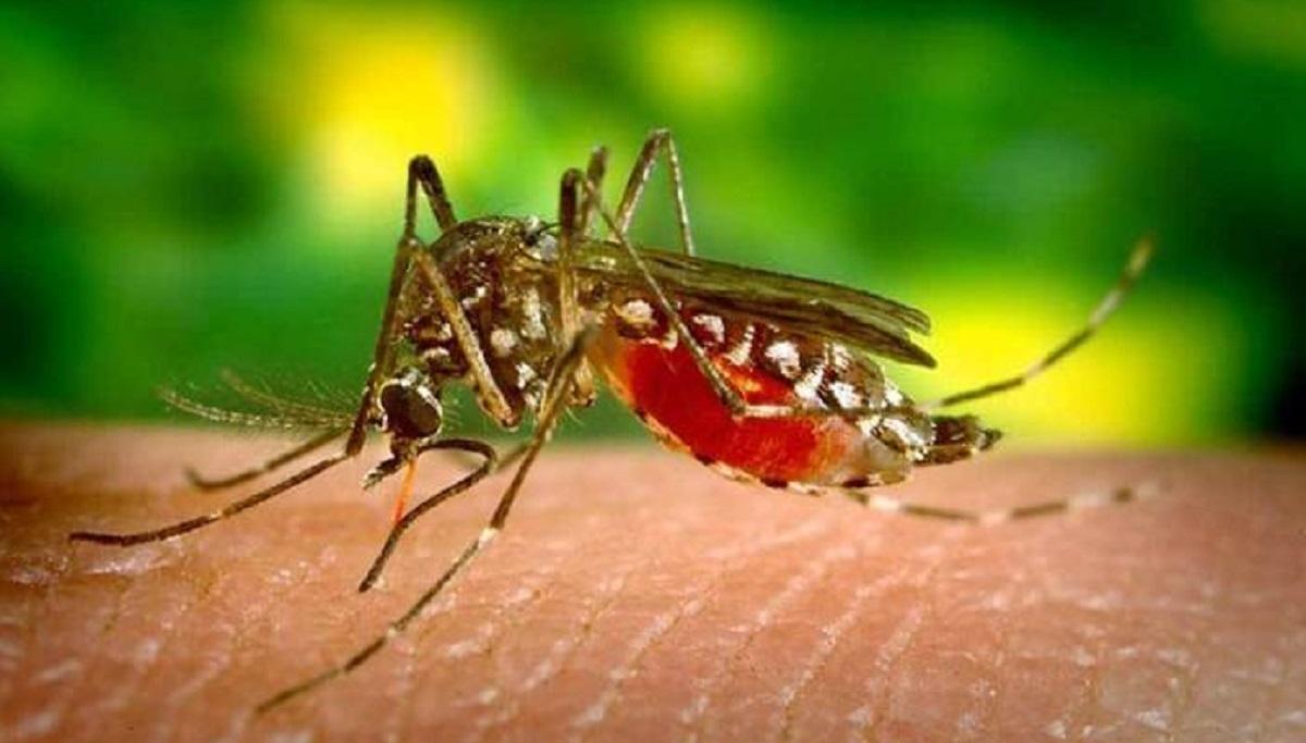 सहरमा डेङ्गु, गाउँमा स्क्रब टाइफस फैलँदै