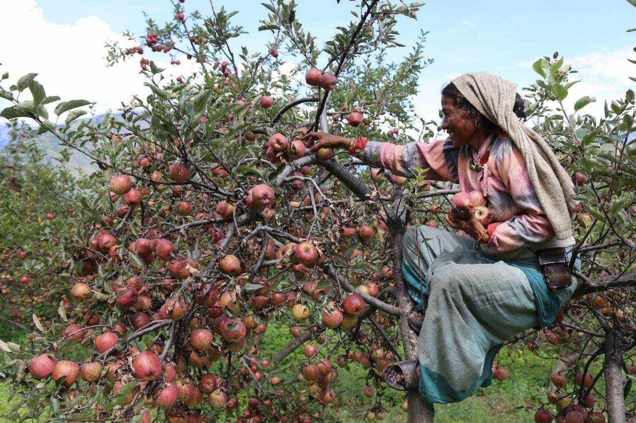 बजार नपाउँदा मुस्ताङका स्याउ किसान मर्कामा
