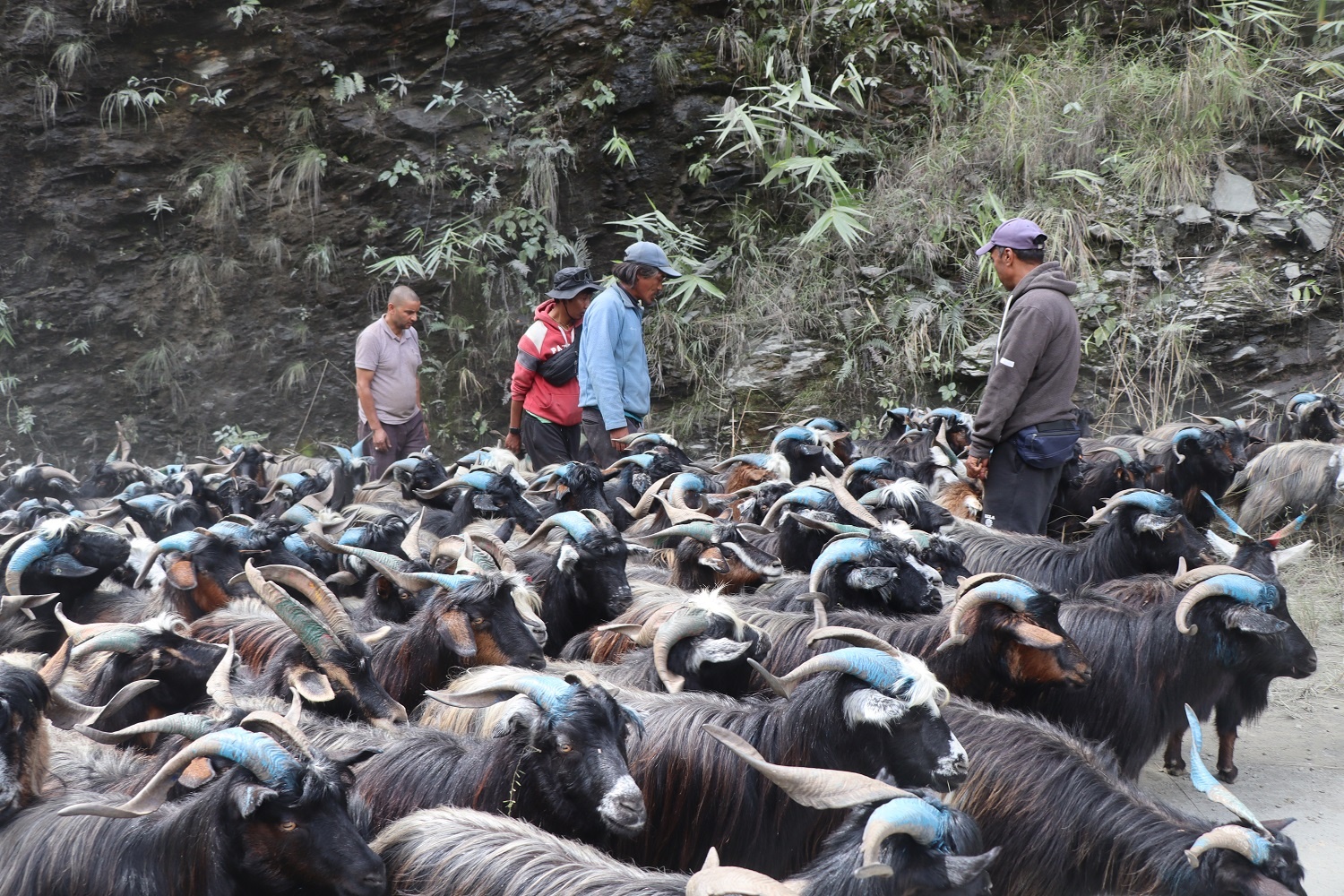 रेशमी मार्गको विरासत धानेको च्याङ्ग्रा व्यापार