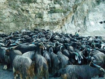 दसैँका लागि पोखरामा भित्रिए १४ हजार ८०० भेडाच्याङ्ग्रा, हाटबजार सञ्चालन