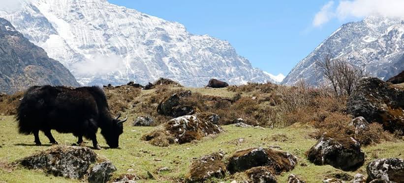 हिमाली क्षेत्रका चुनौती सम्बोधन गर्न नेपाल, भुटान र भारतका याकपालक कृषक एकजुट