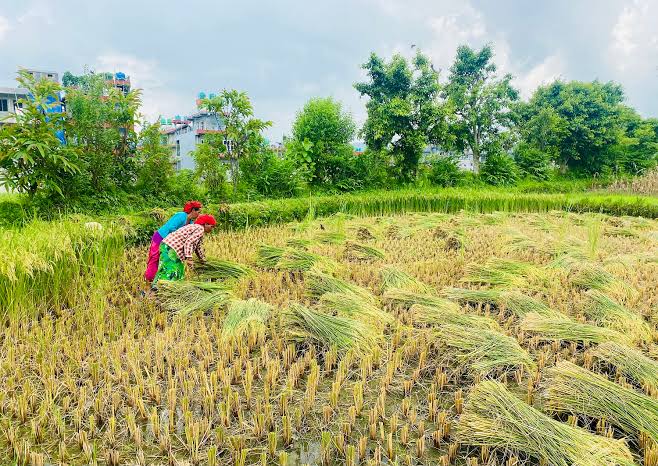 तनहुँमा चैते धान प्रवर्द्धनमा जोड