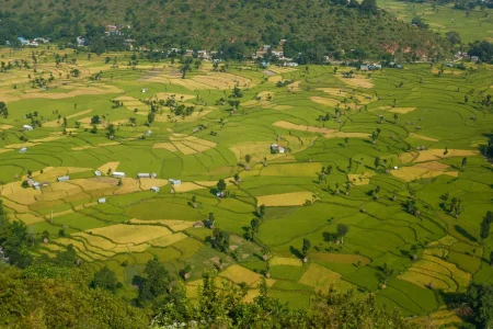 तनहुँमा तरकारी र धान खेतीको क्षेत्रफल विस्तार