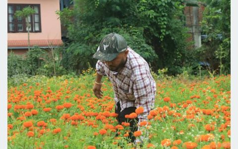 भारतीय फूलको आयात रोक्न झापाका किसानको माग