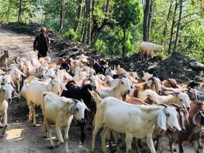 गुल्मीमा मात्रै खसीबोका बिक्री कारोबार वार्षिक एक अर्ब