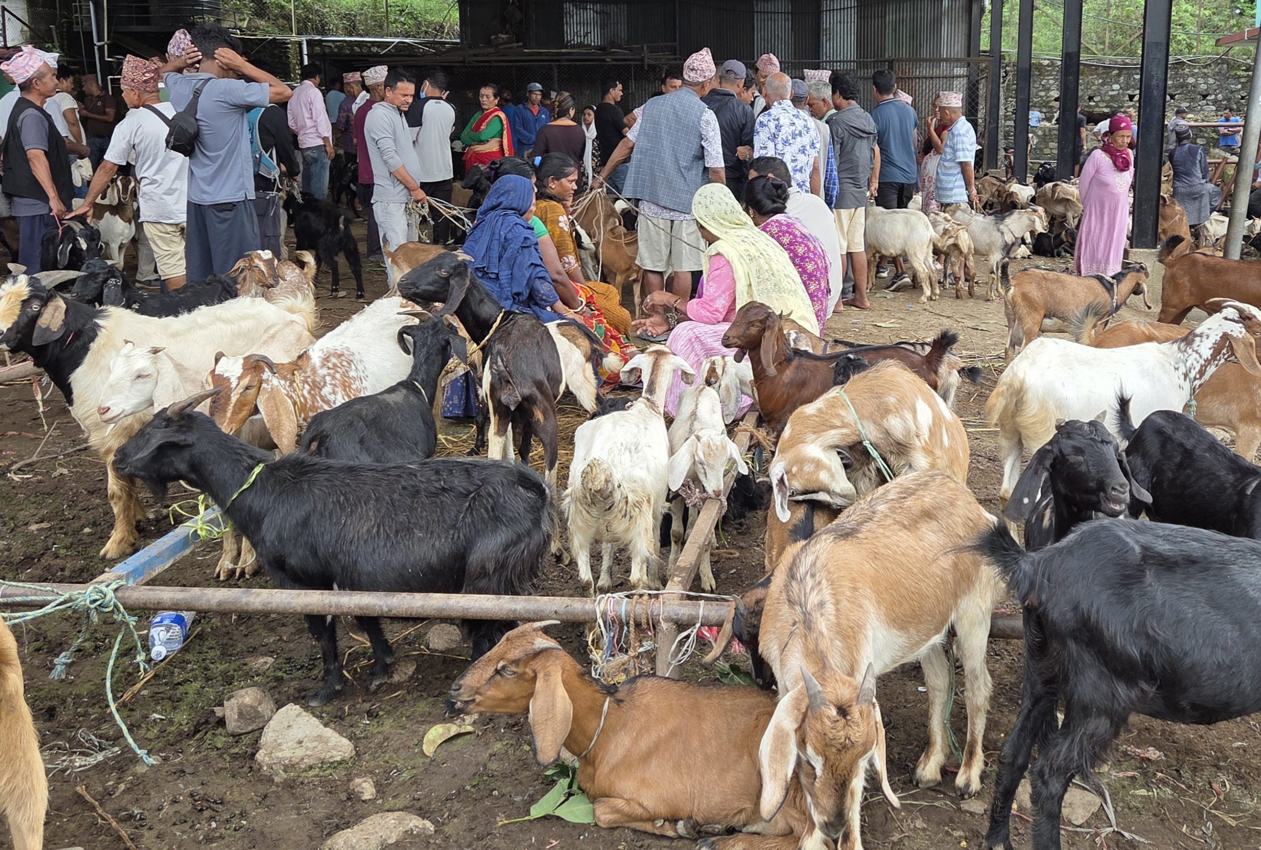 धरानमा दसैँमा २६ करोड बढीको खसीबोका कारोबार