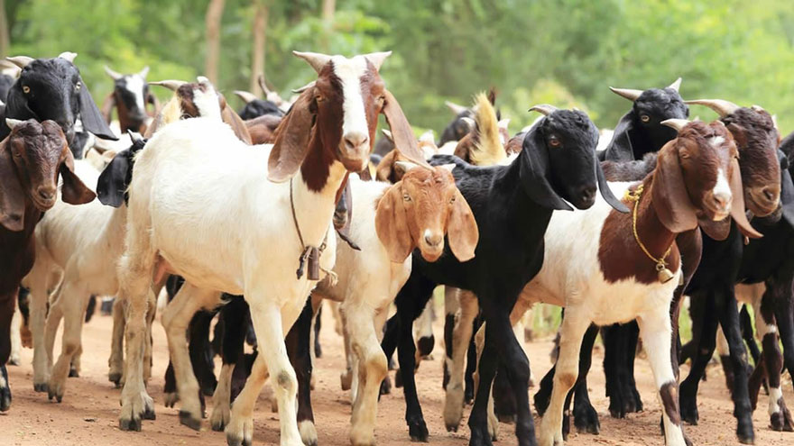 चितवनमा रु ३० करोडभन्दा बढी खसीको व्यापार