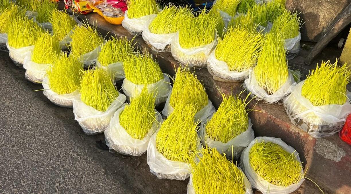 टीकासँगै बजारमा पुग्यो जमरा