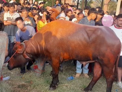 भक्तपुरमा खम्ये जात्रा, आधा घण्टामै ब्रह्मायणी पुग्यो