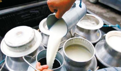 मेहनत र लगानी अनुसारको मूल्य पाउँदैनन् दुग्ध किसान