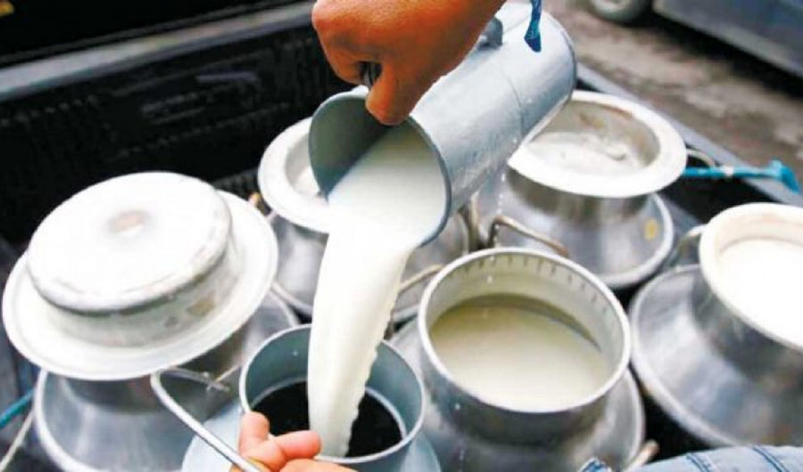 मेहनत र लगानी अनुसारको मूल्य पाउँदैनन् दुग्ध किसान