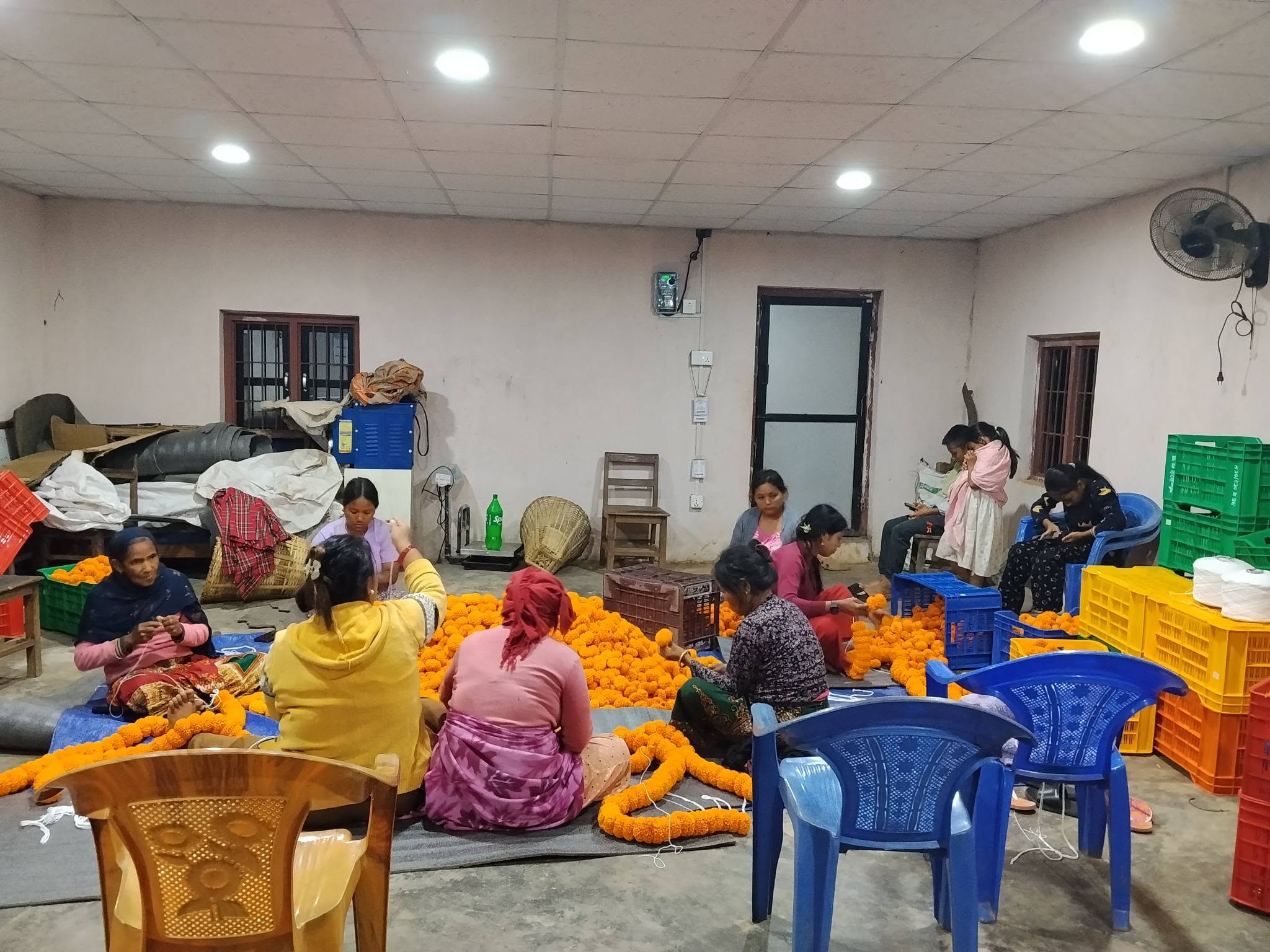 तिहारमा १० लाखको सयपत्री बेच्ने तयारीमा आँधीमूलका महिला